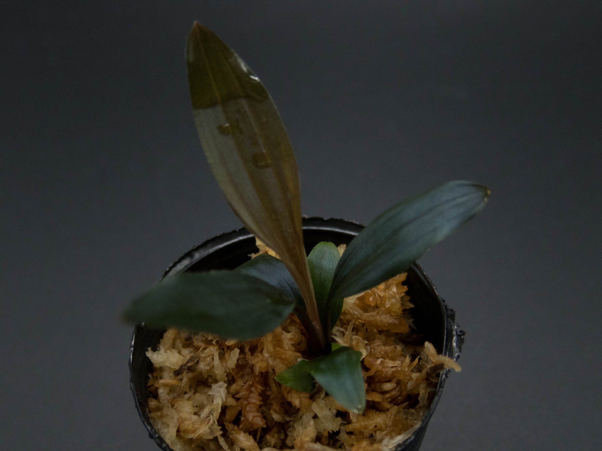 Dicranopygium sp. Kuna Yama Panama タグ付き Dicranopygium sp. Kuna Yama Panama タグ付き - メルカリ