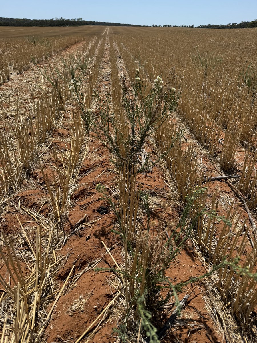 Barry Haskins tweet media