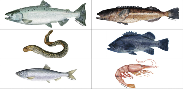 A Portland State University study found microplastics and other "anthropogenic (man-made) particles" in the muscles tissue--not just the gut--of Oregon-caught fish and shellfish. Link to article: frontiersin.org/journals/toxic…