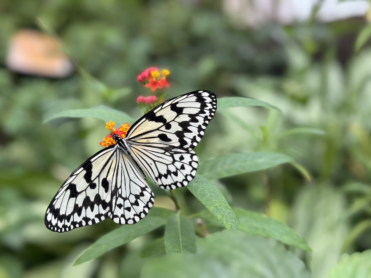 ndayo2nd's tweet image. この寒い日こそ温室の蝶々見に行って欲しい