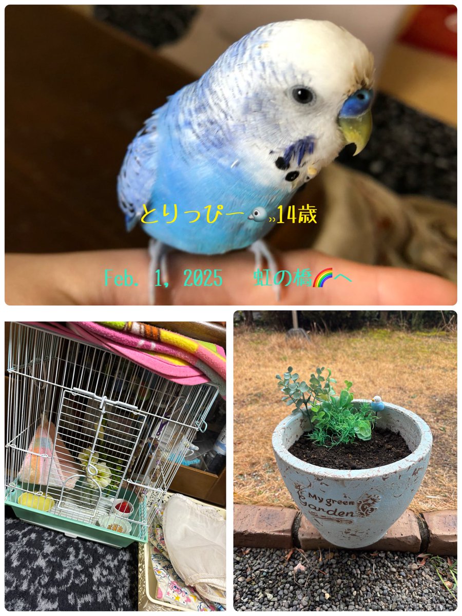 4311JACK's tweet photo. お久しぶりです。皆様にご報告です。
我が家のセキセイインコのとりっぴーが
虹の橋🌈へ行きました。
急なことで、まだ、気持ちが追いつきませんが、とりあえずお知らせまで。 https://t.co/oig48DhiMu