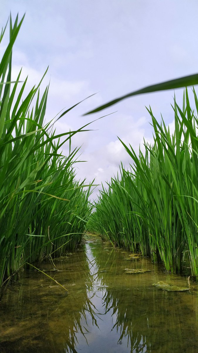 kilimoEAC's tweet photo. At Kilimo Trust, we’re committed to protecting wetlands and reducing the pressure on the environment from agricultural activities through the Reduce, Re-use, Re-cycle Rice Initiative for Climate Smart Agriculture (R4iCSA) project.
#KTAt20
#SustainableAgriculture https://t.co/bMJVpjKo9h
