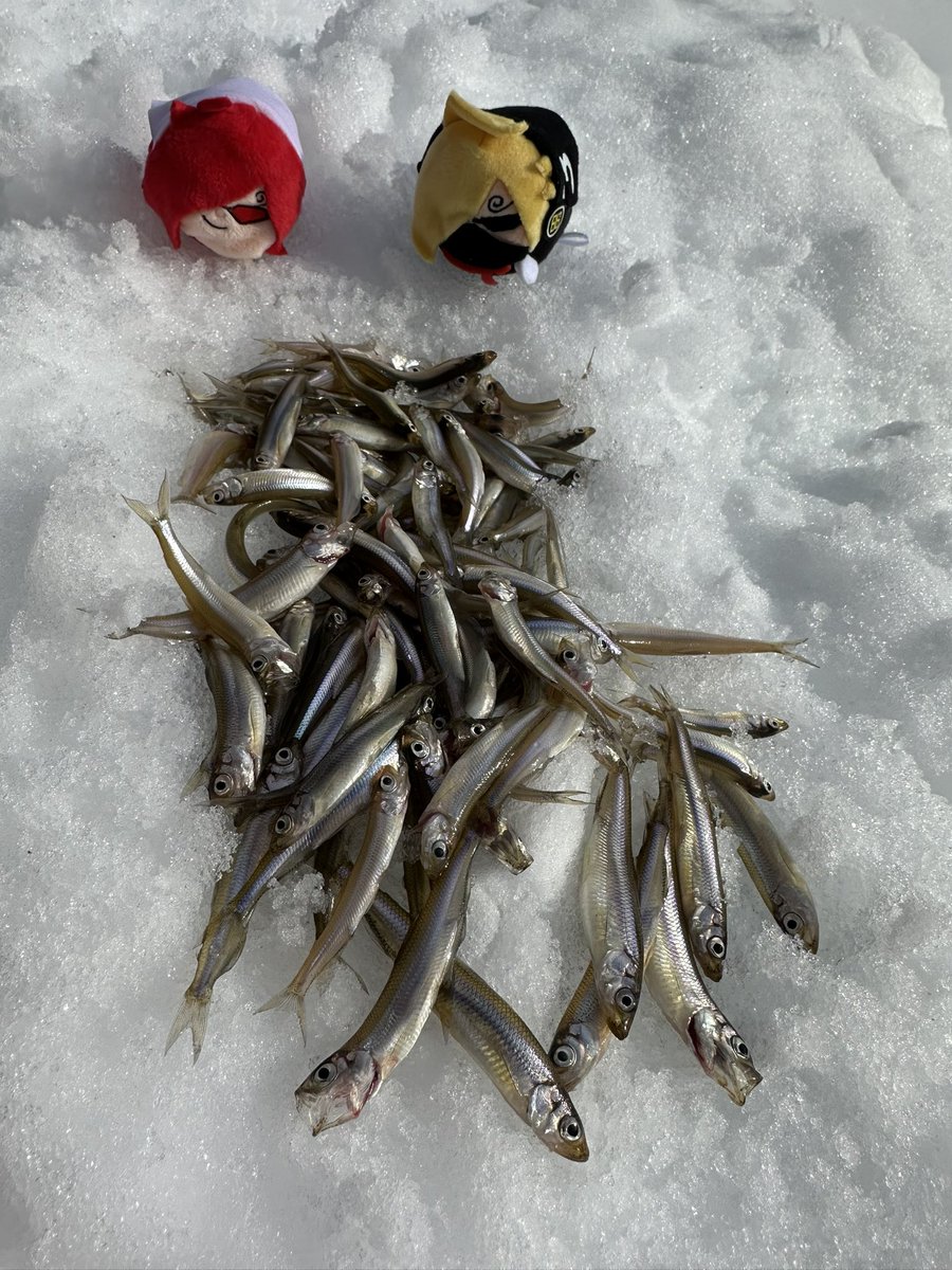 6人で行って112匹…！！！
私21匹釣れたっ🎣今日渋いって聞いてたけど釣れて良かったね～