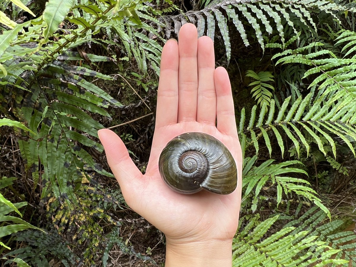 Tech70CP's tweet image. Hey @rocketsnail, I saw a big snail on my forest hike. It’s called a kauri snail or pūpūrangi. It is native to Aotearoa New Zealand. It reminded me of you! 🐌