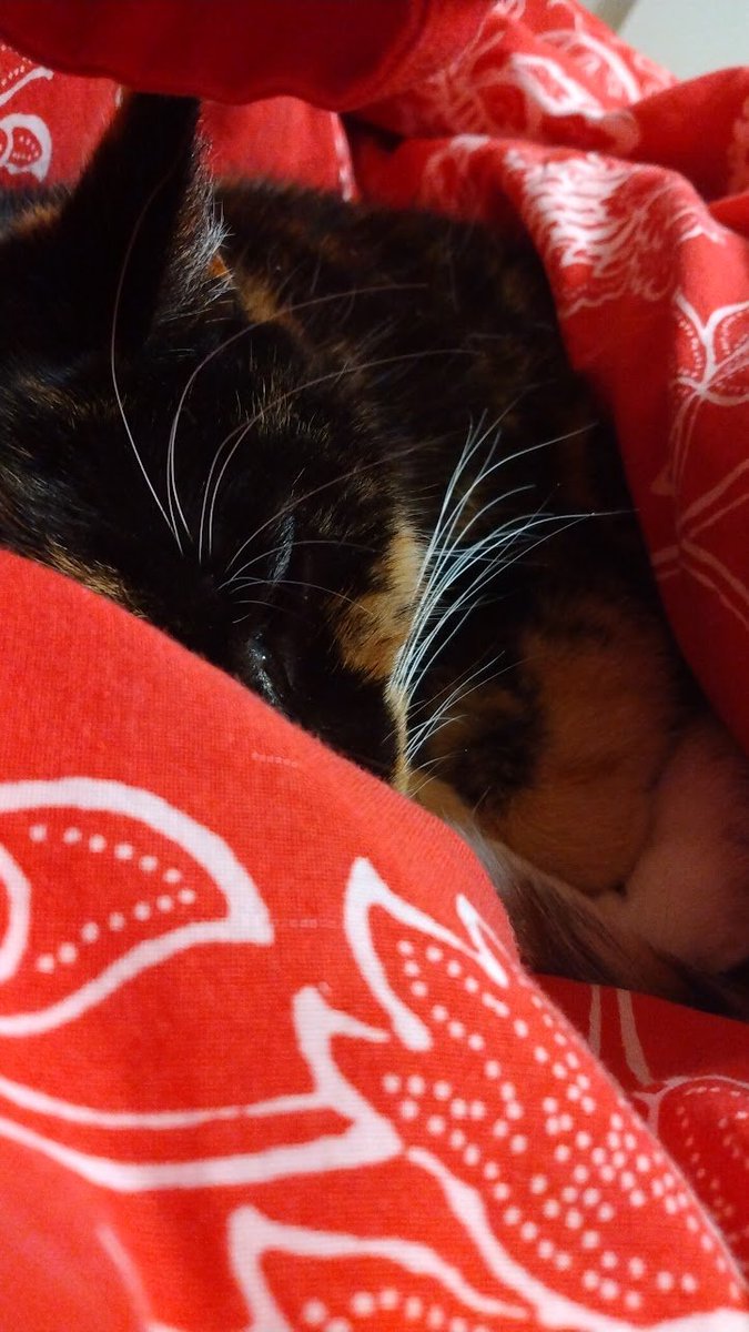 ohworm_'s tweet photo. posting pictures of my sweet little baby cat because she was all tucked in today https://t.co/yoNJU3kgJj