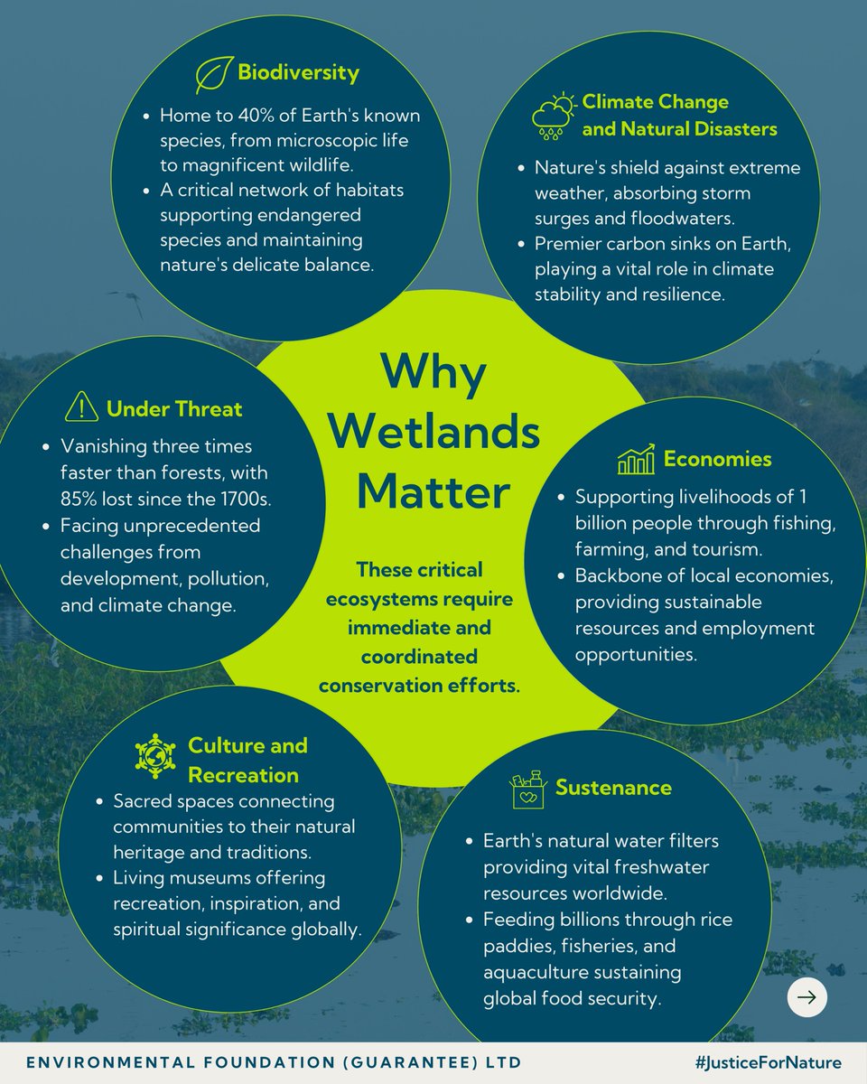 EFL_1981's tweet photo. Wetlands provide food, water, &amp; carbon storage, and protect against disasters.
Protecting these ecosystems is vital for climate resilience, biodiversity, &amp; human wellbeing.
Follow us for our conservation highlights.
#JusticeForNature #WWD2025 https://t.co/rHfghFyoPk