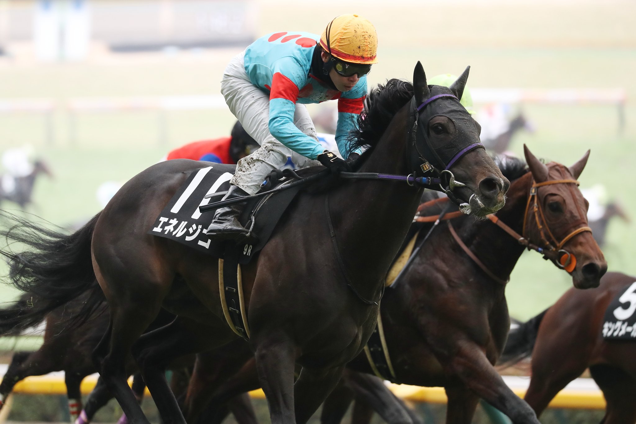 JRA-VAN公式 on X: 