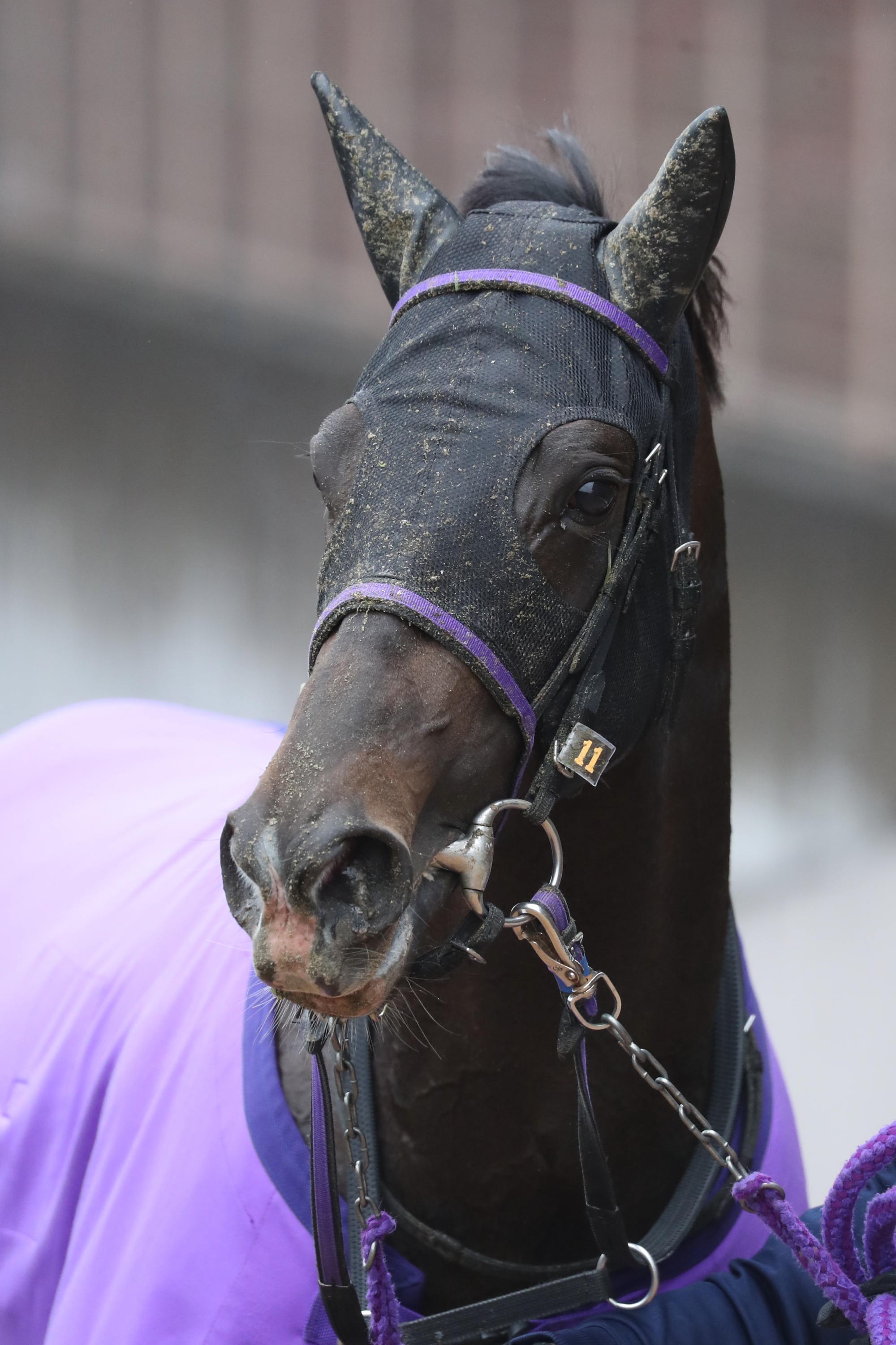2015 セントポーリア賞 ドゥラメンテ 競馬 - YouTube