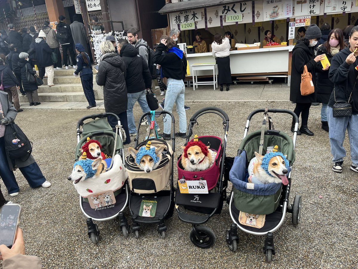 京都中央卸売市場 魚肴屋だいしめ🐟 tweet media