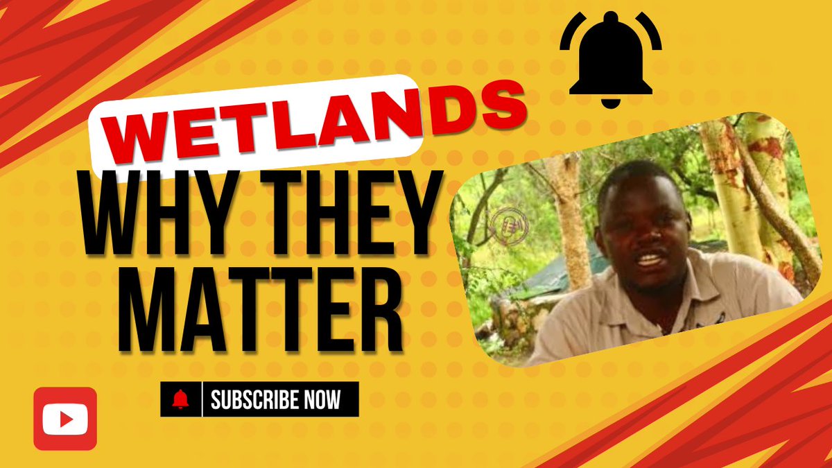 💧 Harare's Wetlands = Life 💧

Did you know that wetlands around Harare help recharge Lake Chivero, the city’s main water source?
Without these wetlands, our water crisis could get worse.
🔧 Protecting wetlands is protecting our water supply.

▶️ youtu.be/d34jc52YpH4?si…