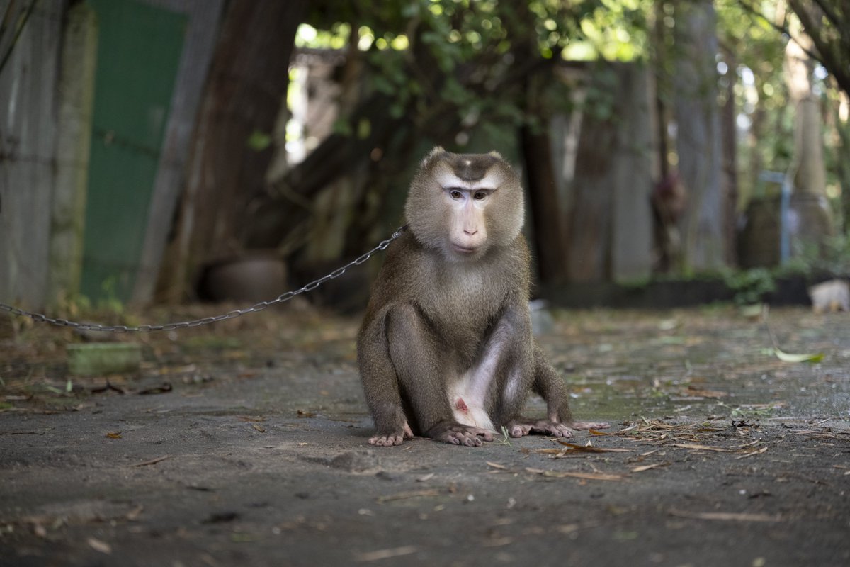 WFFThailand's tweet image. Please spare a moment for these suffering #animals! Endangered #primates are kept in chains, and many animals are trapped in cramped cages. 💔 Sign our letter today, urging Thai authorities to take action and help these poor animals. Sign now: wfft.org/close-down-mon… #macaque