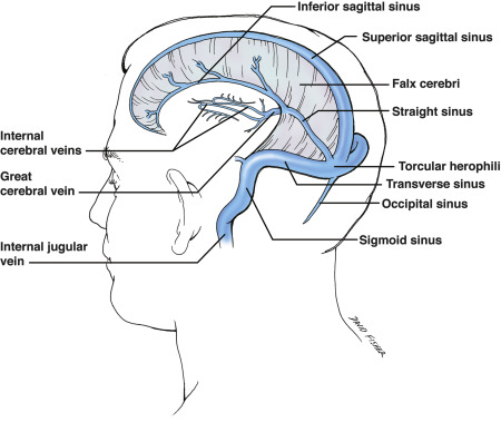 commonwood222's tweet photo. Today, I studied the anatomy of the brain's venous sinuses and understood the direction of their drainage. Suddenly, everything fell into place in my mind, and each sinus's name, position, and orientation made perfect sense. https://t.co/pn0Bj9cplz