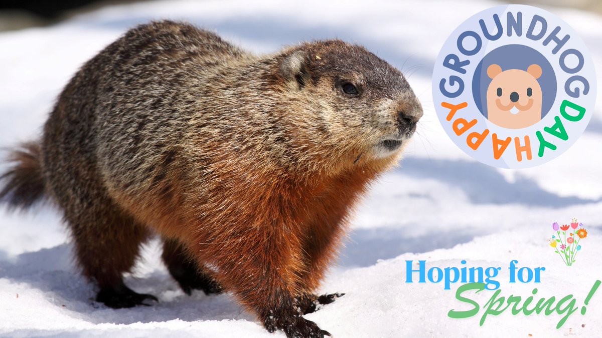 MiltonHydro's tweet image. It’s Groundhog Day, Milton! 🦫 

Will spring come early? 🌸 More daylight + warmer temps = less heating &amp;amp; more energy savings! 

Let’s cheer on our furry forecaster and hope for no shadow. Who’s ready for spring vibes? ☀️ 

#GroundhogDay #SpringSoon #EnergySavings