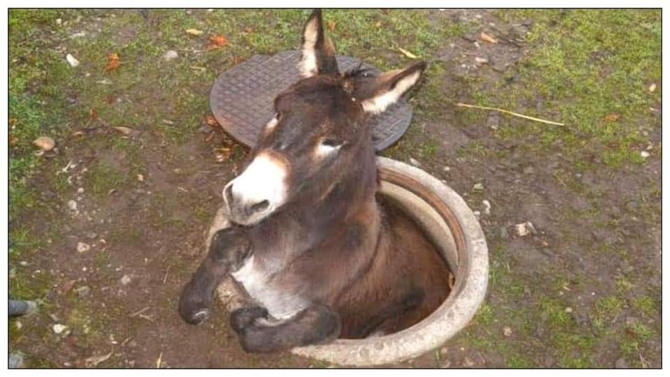 dalbir_randhaw's tweet image. अगर झूठ बोलने का मुकाबला हो तो @narendramodi सभ से पहले नंबर पर आएंगे दुनिया में #MODILIES 👇🤦 RT रूकना नहीं चाहिए जी 🙏 @_Sweet_Parul_ @Itz_Sameerf_777 @king7851007 @BappiLaher08001 @khaaan_0 @Praakasss @DK_Gulati______ @Virus_Studioz