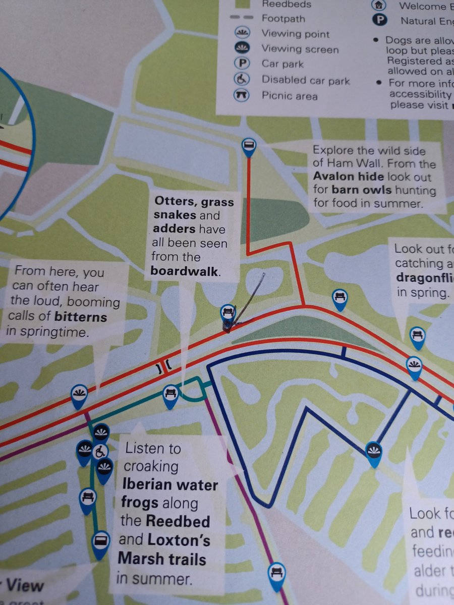 <a href="/01000011S/">cliff smith</a> <a href="/RSPBHamWall/">RSPB Ham Wall</a> <a href="/somersetbirds/">Somerset Birds</a> <a href="/Bristol/">Bristol People</a> On the North side, fighting a European Bittern in one of the ditches. He said it was about a third smaller than the EB with brown head and more contrast between flight feathers and coverts