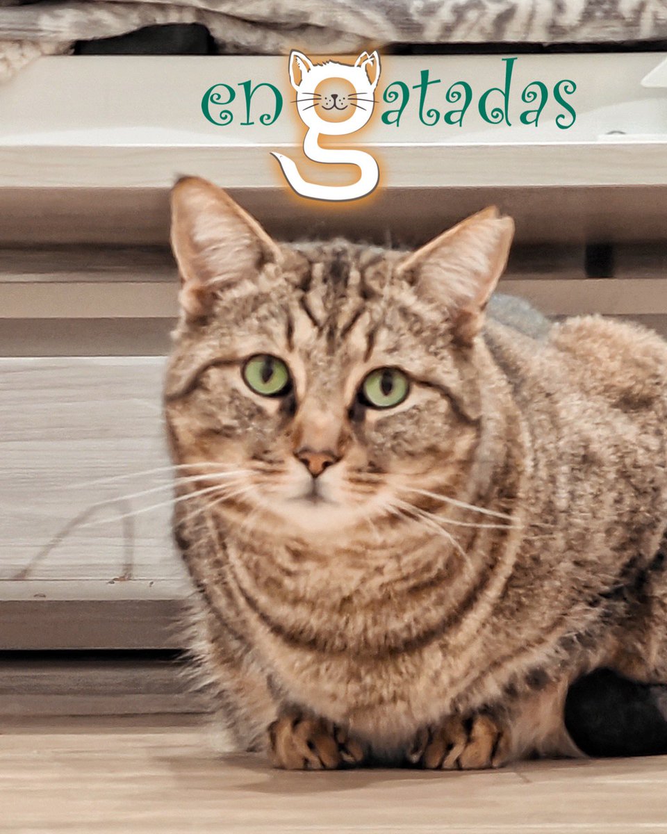 enGatadas_AB's tweet image. Soy Rodri, he vivido siempre en la calle
Soy tierno, sociable, amasador y feliz de disfrutar mi 1er invierno en una casa de acogida, calentito y llena de cariño
Busco lo mismo como hogar definitivo pero SIN gatos porque soy positivo a leucemia (sin riesgo para humanos ni perros)