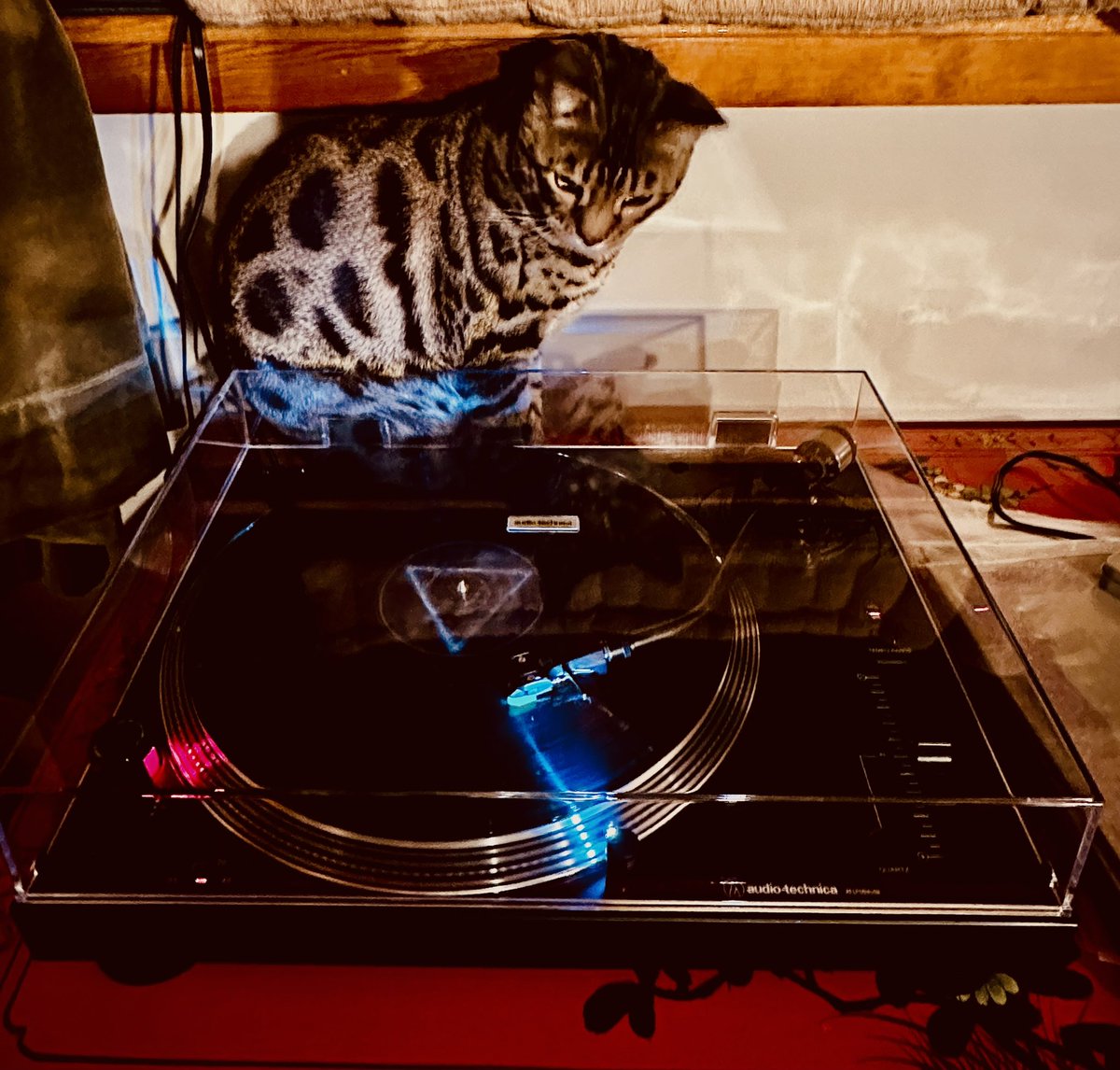 WeinlickWorks (@jweinlick) on Twitter photo Upgraded my vinyl experience with <a href="/USAudioTechnica/">Audio-Technica USA</a>. Cat is fascinated. I thought the cover would deter him from playing with the spinning record, but now he is more interested and trying to figure out how to get in.
<a href="/pinkfloyd/">Pink Floyd</a> Dark Side of the Moon sounds amazing. Upgraded my vinyl experience with <a href="/USAudioTechnica/">Audio-Technica USA</a>. Cat is fascinated. I thought the cover would deter him from playing with the spinning record, but now he is more interested and trying to figure out how to get in.
<a href="/pinkfloyd/">Pink Floyd</a> Dark Side of the Moon sounds amazing.