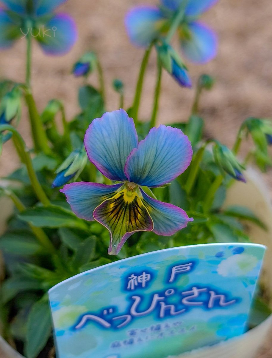 2月以降はビオラを買った事無いけれど余りにも美しいビオラが入ってい