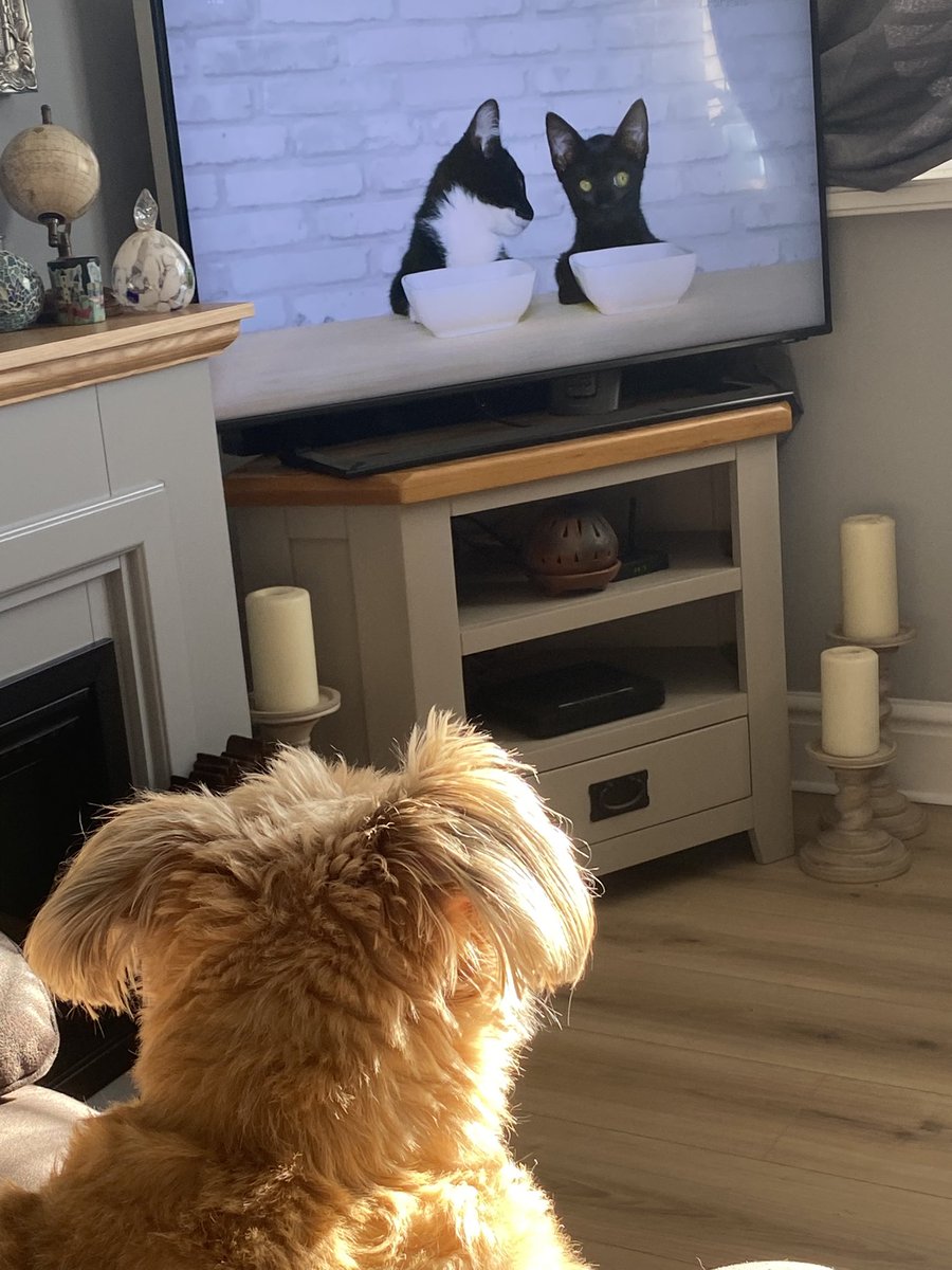 Help Find ‘Me’ - Chester tweet media