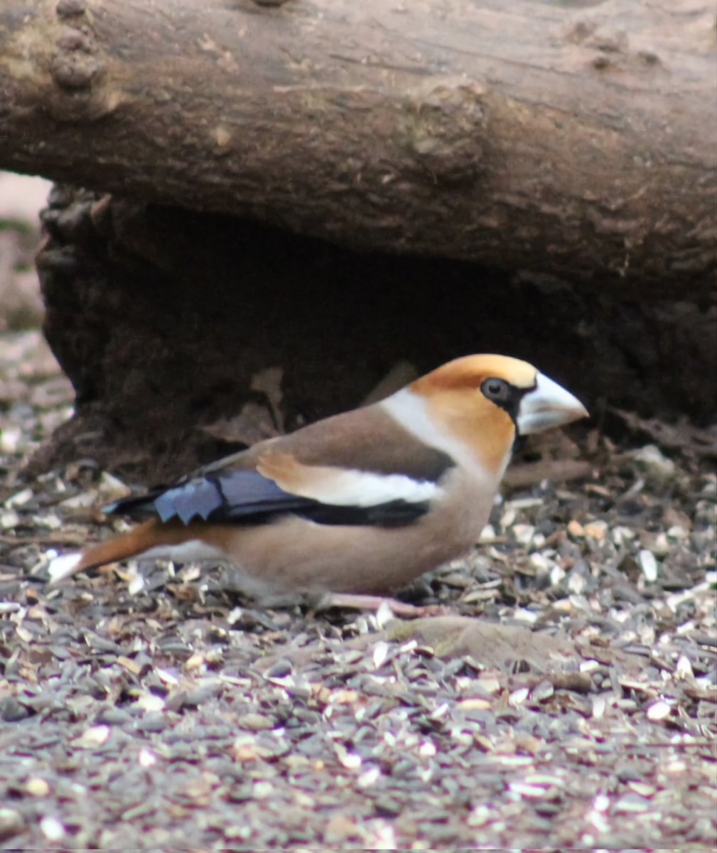 After waiting in woodland nr Castell Coch, north of Cardiff for what seemed an eternity (an hour) waiting for this handsome male hawfinch to come down from the trees to feed, he eventually obliged, allowing me to get some shots. Considering the poor light, I'm pretty chuffed.