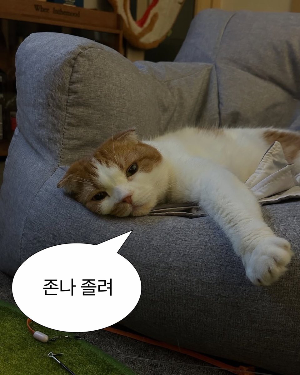 👤 휘이나 내가 꼬모짤 만드럿오
🐶 잘쓰께