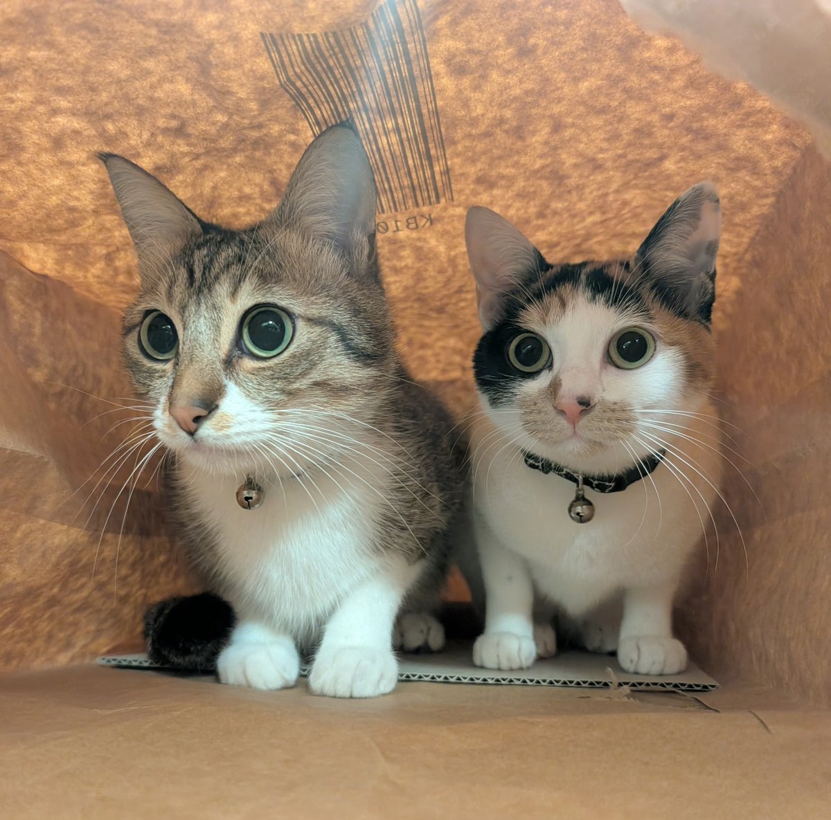 紙袋に吸い込まれた猫達🐱🛍