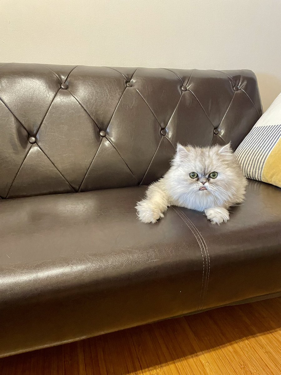 ただいま、我が家🏡
約2年半振りにニャンズとの生活が再開するので、またこれからもよろしくお願いします！