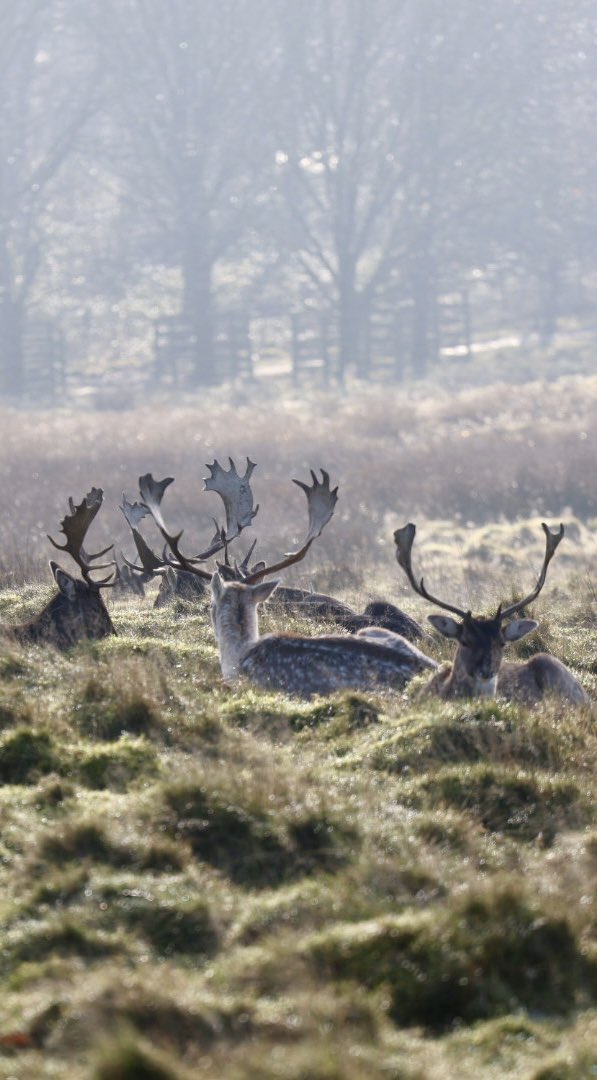 Petworth park was glorious today. #photooftheday #photographer #photograghy #widlife