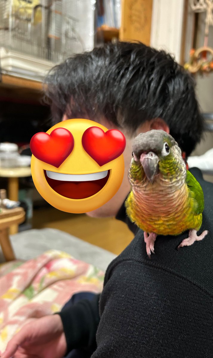 sion040706's tweet photo. てあちゃんがのってたら羨ましかったのかきびちゃんも夫へ🥹💓
今日はすごい日になった！！
おめでとう〜〜！
インコズが仲良くしてくれて嬉しい🥹✨
#ウロコインコ https://t.co/t1gaIv66t7