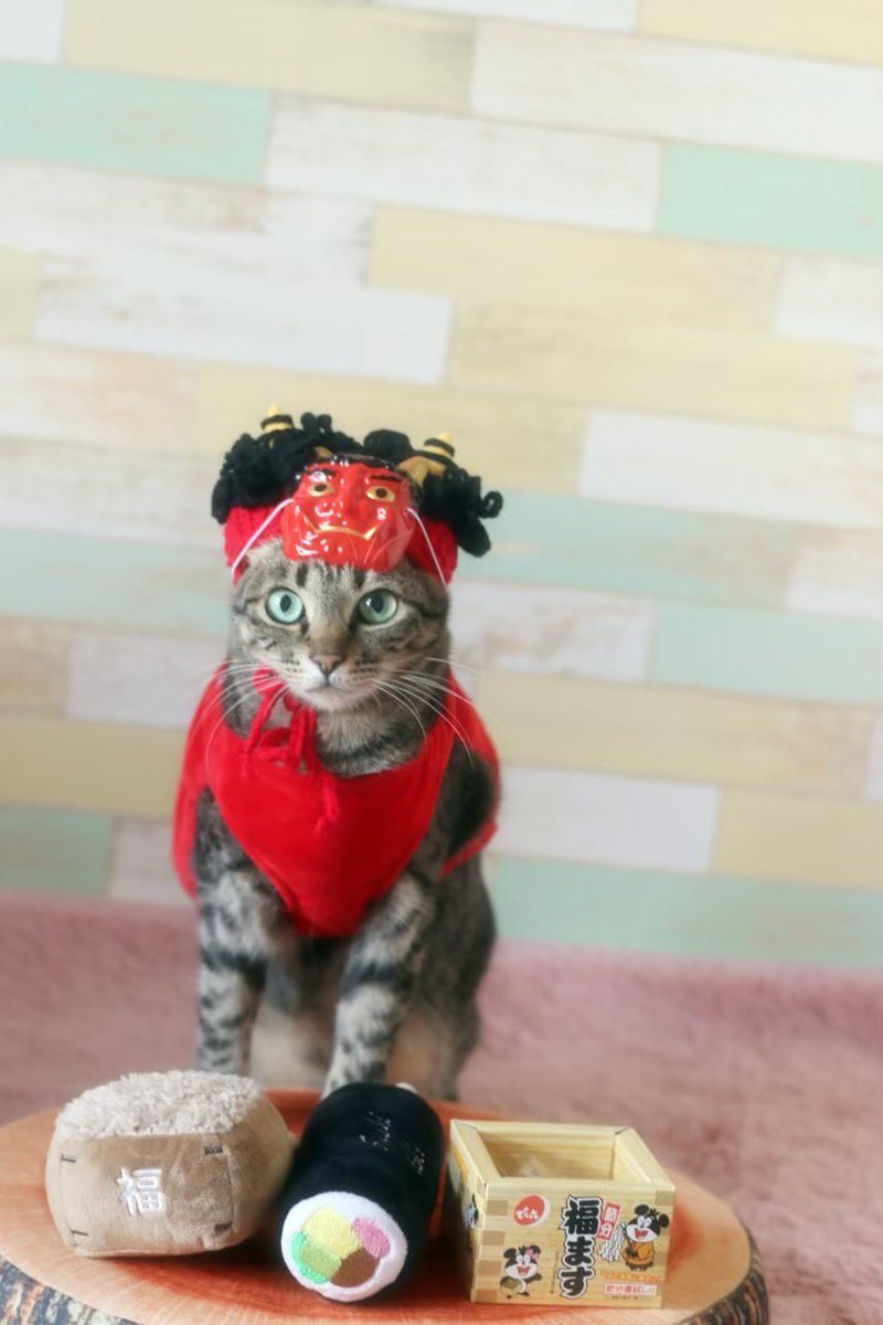 4abVy's tweet photo. 2年前の節分🎵

#キンカロー　
#キンカロー姉妹
#キジトラ　
#三毛猫　
#アメリカンカール
#猫好きさんと繋がりたい
#元野良猫
#保護猫
#野良猫を家族に
#保護猫を家族に
#猫のいるくらし 
#猫との暮らし https://t.co/11qCZYM7o4