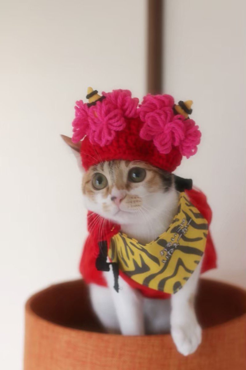 4abVy's tweet photo. 2年前の節分🎵

#キンカロー　
#キンカロー姉妹
#キジトラ　
#三毛猫　
#アメリカンカール
#猫好きさんと繋がりたい
#元野良猫
#保護猫
#野良猫を家族に
#保護猫を家族に
#猫のいるくらし 
#猫との暮らし https://t.co/11qCZYM7o4