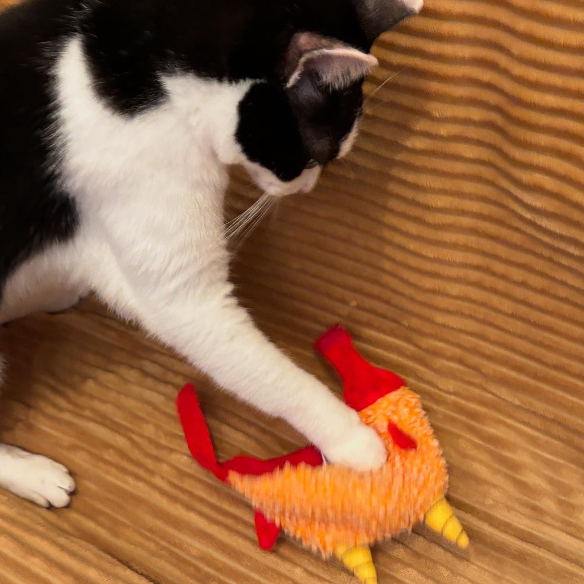 chigol's tweet photo. 鬼役はイヤや
#節分 #白黒猫 https://t.co/5v8DykDdk0