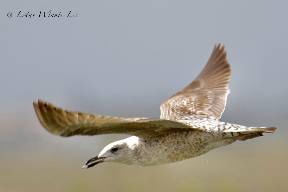lotuswinnielee's tweet photo. Pictures of a juvenile Yellow-legged Gull on my trip to Portugal. Looks similar to the juvenile Lesser Black-backed Gull. #yellowleggedgull #gulls #birdwatching #birds #wildlife https://t.co/ZTFYGDn1Wd
