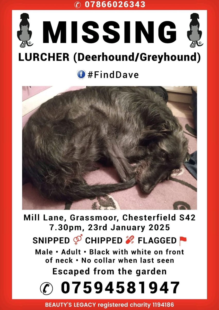 rosiedoc666's tweet photo. #StolenDoghour
THIS IS DAVE #findDave MISSING SINCE 23/1/25 #Lurcher ( Deerhound/Greyhound)
Missing from Garden #Grassmoor, #Chesterfield #S42
Black/white throat, CHIPPED/Neutered male
https://t.co/qJS7Qfu3lB
@GrassmoorBnB @GrassmoorGolf @BitofDecorum @JacquiSaid @bs2510 https://t.co/PTG8akBwb1