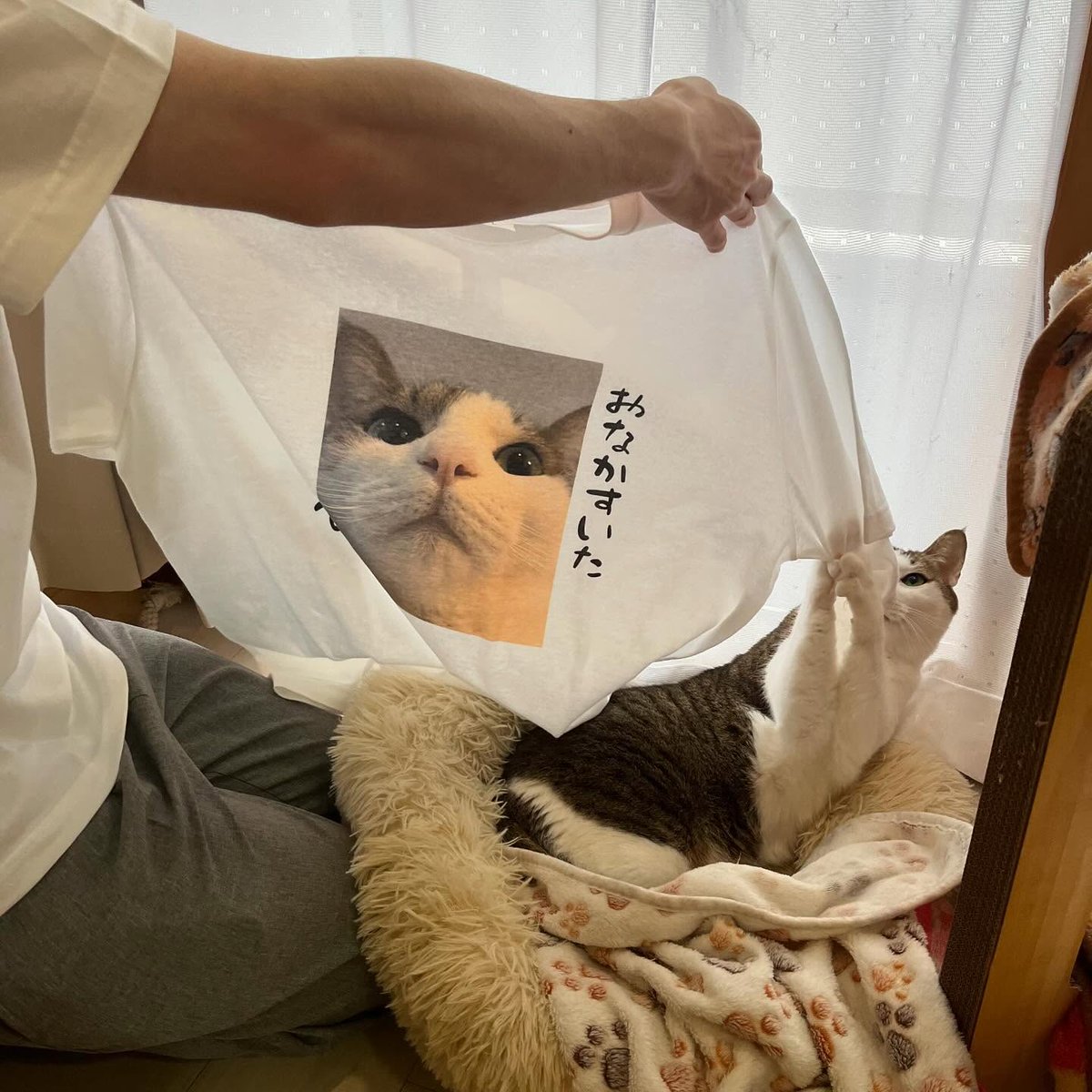 ねこかぞく (@nekokazoku222) / Posts / X