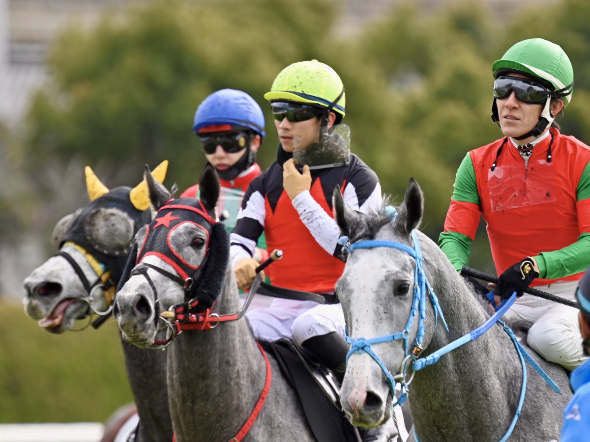 競馬の極み 一緒に帰ってきた芦毛三兄弟🍡 マイネルフランツ＆ゴールドブレス
