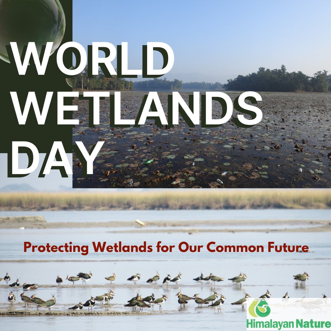 Wetlands provide habitat, filtering water, and protecting communities from floods and droughts. Yet, they are disappearing three times faster than forests!

This #WorldWetlandsDay, let’s commit to restoring, conserving, and valuing these vital ecosystems. 🌎💙