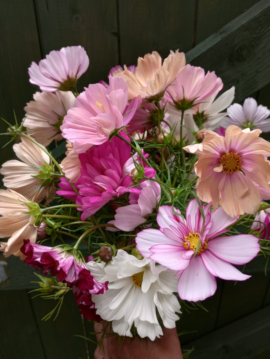 higgledygarden's tweet photo. The Higgledy Garden flower seed shop provides gardeners with top quality, easy to grow flower seeds for cut flower patches.
As seen in the fancy, and not so fancy magazines.
https://t.co/iENB1k6uoL https://t.co/CqfR65P0Oz