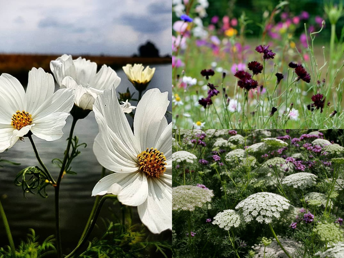 higgledygarden's tweet photo. The Higgledy Garden flower seed shop provides gardeners with top quality, easy to grow flower seeds for cut flower patches.
As seen in the fancy, and not so fancy magazines.
https://t.co/iENB1k6uoL https://t.co/CqfR65P0Oz