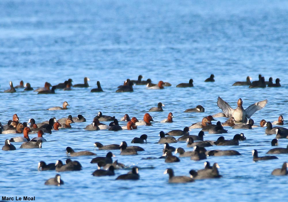 Journée Mondiale des Zones Humides en France et ailleurs dans le monde le 2 février 2025 ➡️ Cliquez sur ce lien pour en savoir plus : ornithomedia.com/agenda/journee… #oiseaux #birds #ornithologie #ornithomedia #ornithology #jmzh2025 <a href="/Ecologie_Gouv/">Ministères Territoires Écologie Transports</a> <a href="/RamsarConv/">Convention on Wetlands</a> <a href="/WetlandsInt/">Wetlands International</a>