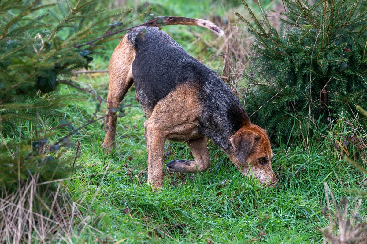 lurcherwork's tweet image. #foxhound #hound #followhounds #hunting