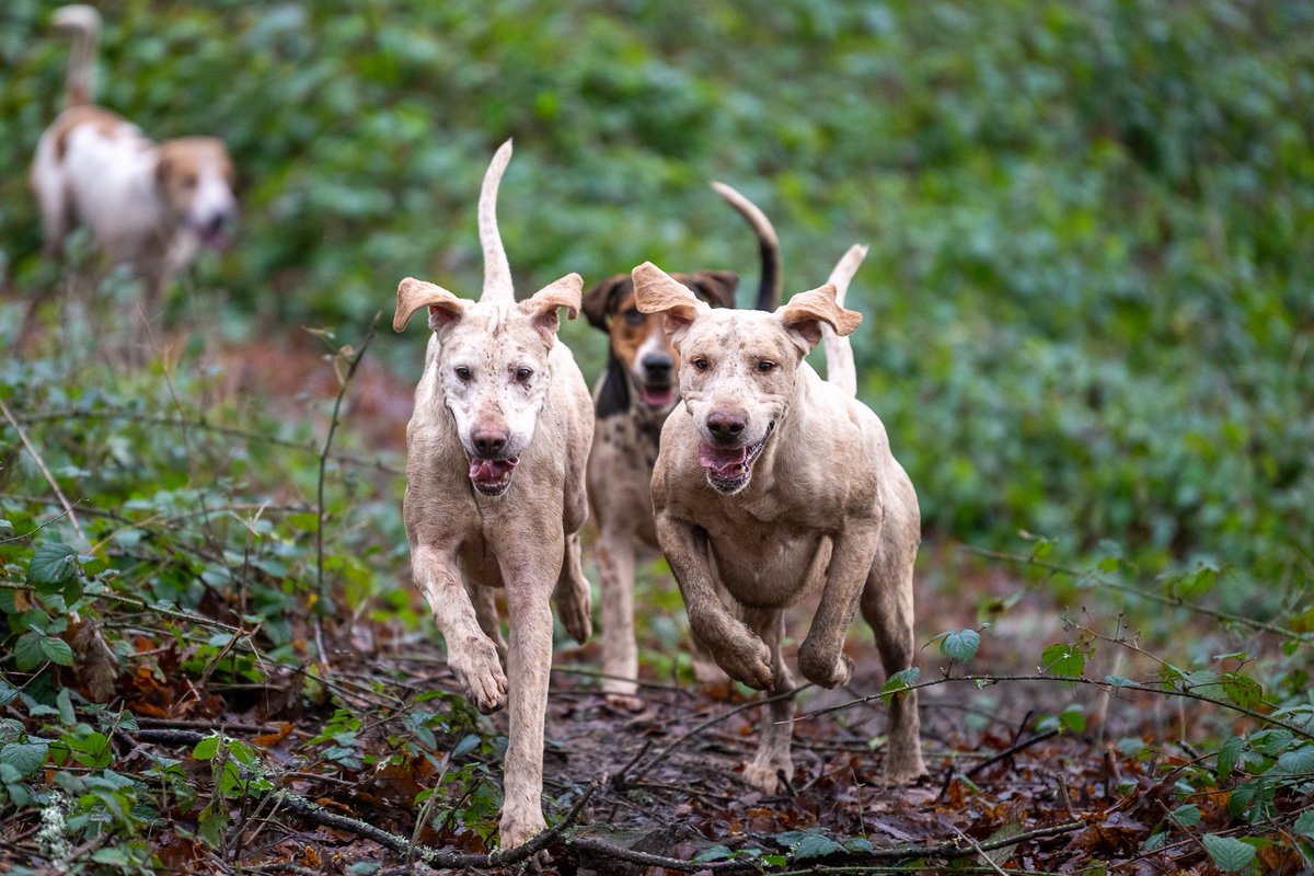 lurcherwork's tweet image. #foxhound #hound #followhounds #hunting