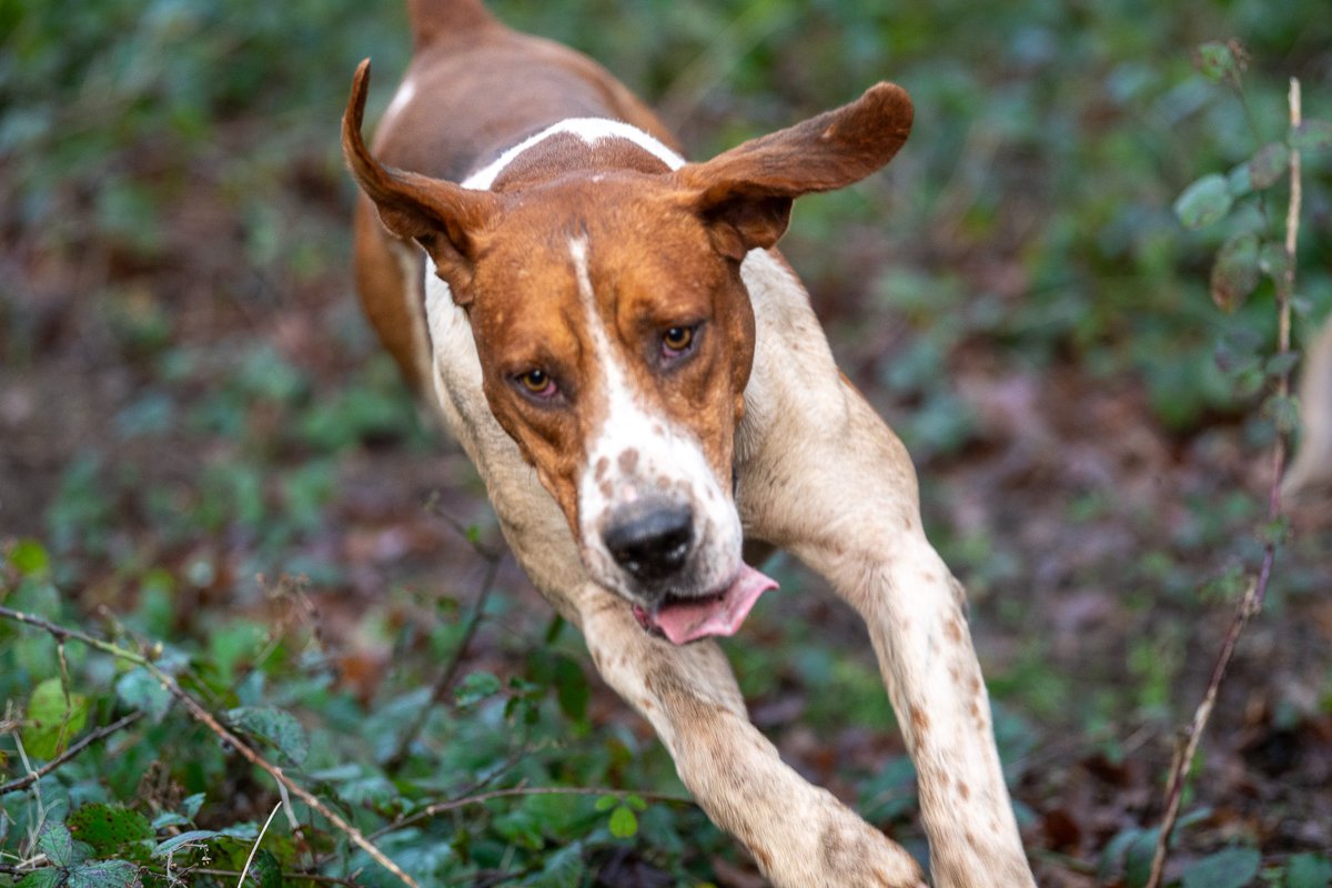 lurcherwork's tweet image. #foxhound #hound #followhounds #hunting