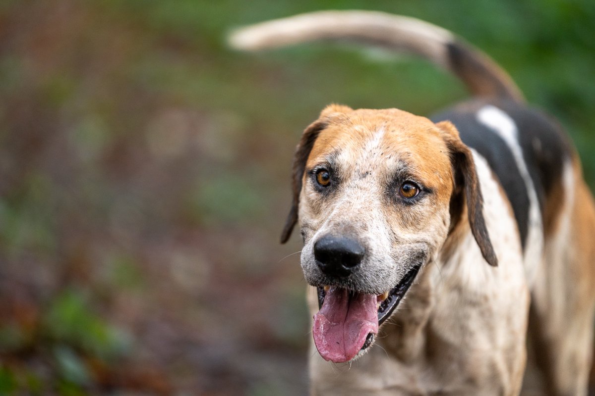 lurcherwork's tweet image. #foxhound #hound #followhounds #hunting