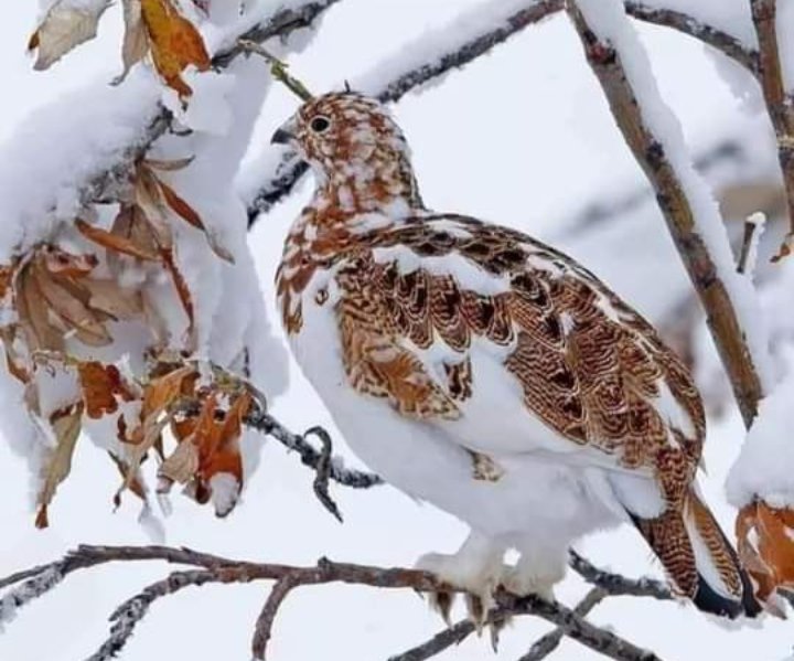 MehmetD16655031's tweet image. ...gücük! ayında, 
          kış 
 -kar yüzünü- 
   gösterecek mi!🌿

#kışş #gücükk #karr