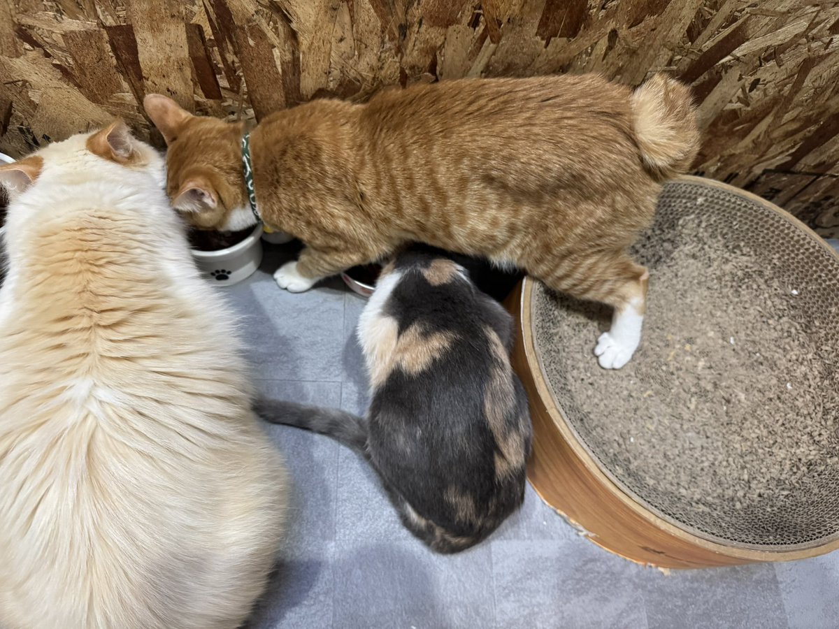おにぎりだけ恵方向いているのに対し、きりたんとむぎはTT兄妹に！！