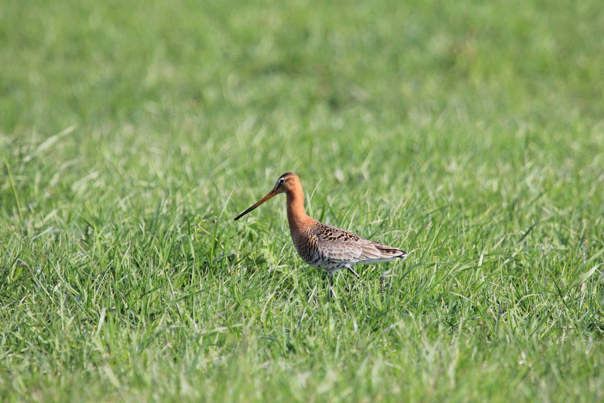Weidevogels Midden-Delfland (@weidevogels_md) on Twitter photo Laat de weidevogels maar komen zeiden we nog; za 1 febr is de 1e grutto aangekomen in Kraaiennest De Lier. 1 week eerder dan in 2024.
📷 <a href="/Heleenverduijn/">Heleen Verduijn</a> (ter illustratie)
<a href="/Midden_Delfland/">Gemeente Midden-Delfland</a> <a href="/vogelnieuws/">Vogelbescherming NL</a> <a href="/VroegeVogels/">Vroege Vogels</a> <a href="/RoelvBuuren/">Roel van Buuren</a> <a href="/HoeveAckerdijk/">Arie van den Berg</a> <a href="/DelflandMidden/">Midden in Delfland</a> Laat de weidevogels maar komen zeiden we nog; za 1 febr is de 1e grutto aangekomen in Kraaiennest De Lier. 1 week eerder dan in 2024.
📷 <a href="/Heleenverduijn/">Heleen Verduijn</a> (ter illustratie)
<a href="/Midden_Delfland/">Gemeente Midden-Delfland</a> <a href="/vogelnieuws/">Vogelbescherming NL</a> <a href="/VroegeVogels/">Vroege Vogels</a> <a href="/RoelvBuuren/">Roel van Buuren</a> <a href="/HoeveAckerdijk/">Arie van den Berg</a> <a href="/DelflandMidden/">Midden in Delfland</a>