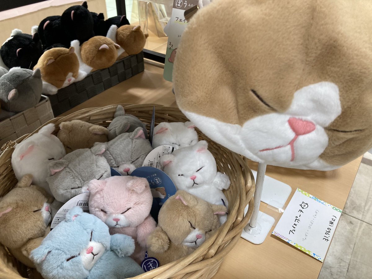 q_kokura_seki's tweet image. 2月22日は猫の日です。
棒みたいに寝ている猫『ぼうねこ』フェア
開催中😸😸
3月3日までの限定開催です。
ぶさ…いやいや、かわいい猫たちを見にきてください。
#クエスト小倉本店　#ぼうねこ