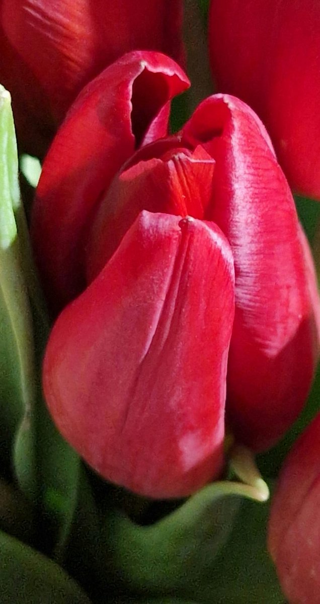 Tulipán rojo 
Con mis mejores deseos,  feliz domingo💋💋💋🌞🌞🌞