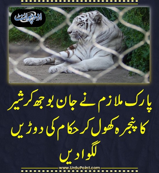 DailyUrduPoint's tweet photo. خبر کی مزید تفصیل جانئیے
https://t.co/qwDlh3RAm5

#Lahore #Lion #JalloPark #TigerCage https://t.co/CH0D2tmYYc